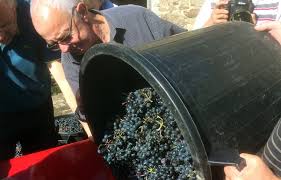 Le vin rouge breton, c’est pour bientôt