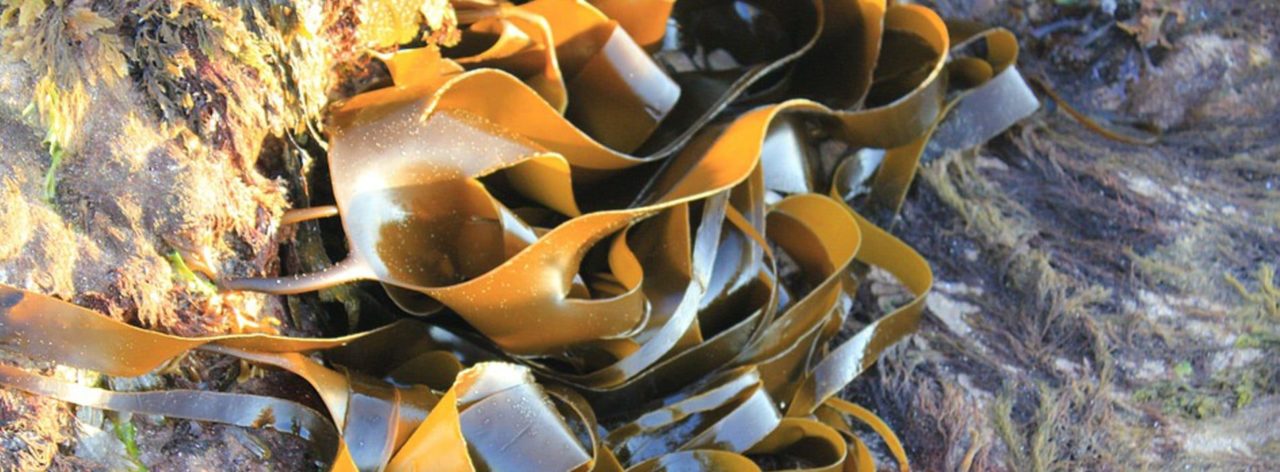 Olmix : l’entreprise bretonne leader mondial dans l’algue marine