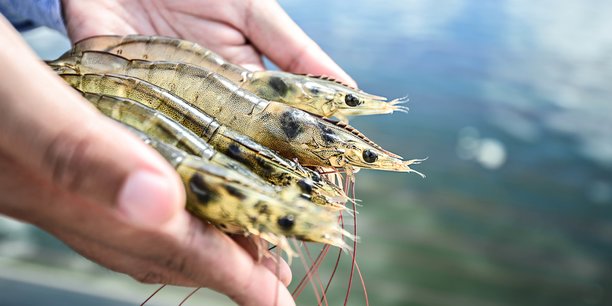 Agriloops : une ferme aquaponique en eau salée à Rennes en 2020