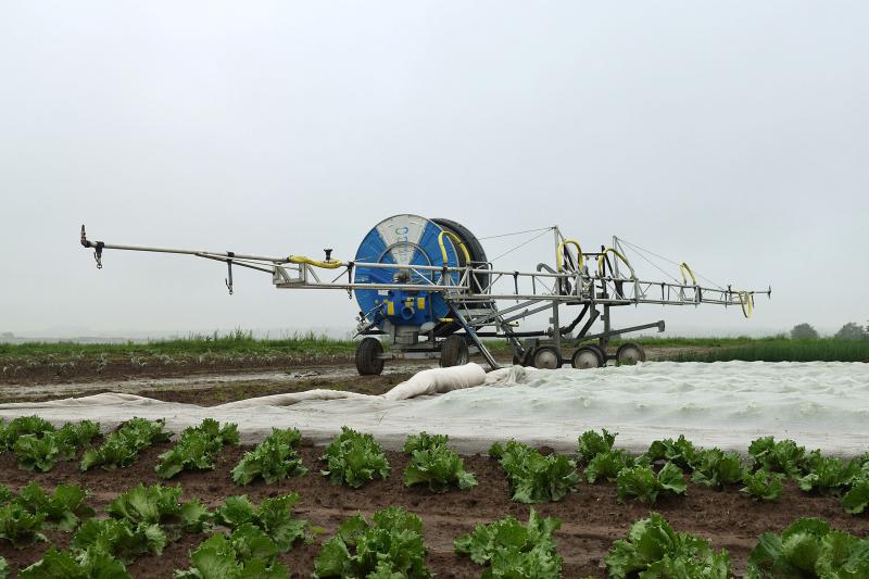 L’eau : un enjeu majeur pour le légume breton