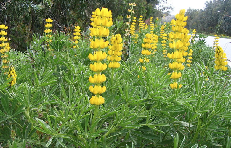 Plus de lupin pour moins de soja