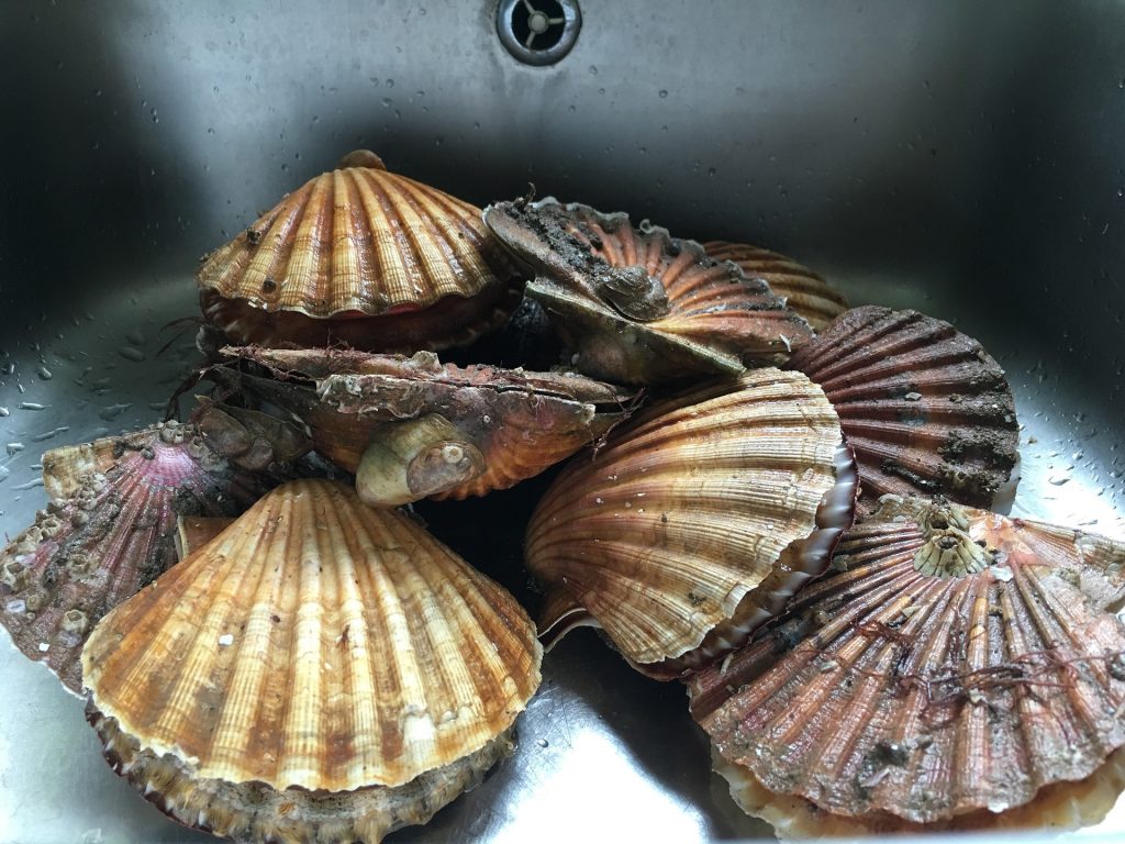 Bretagne : une écloserie d’huîtres diversifiées innovante