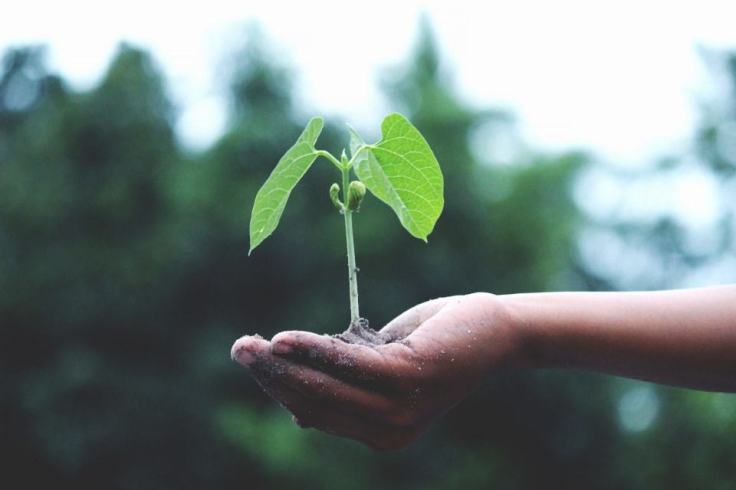 Algue alimentaire : pourquoi elle a de l’avenir ?