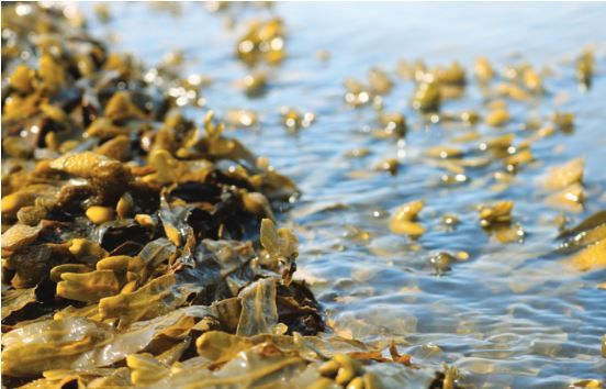 La Bretagne : une référence en matière d’ingrédients marins pour la cosmétique