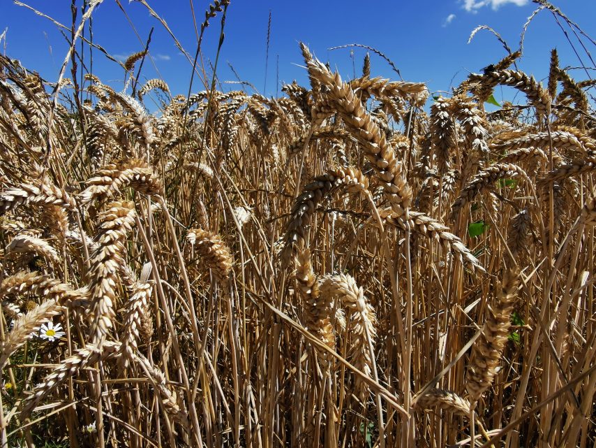 Centre-Morbihan : du blé aux algues sort de terre