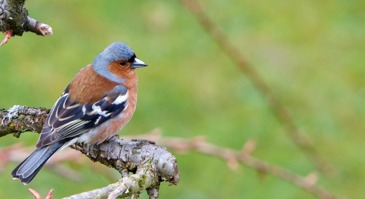 « Des terres et des ailes », un projet pour contrer le déclin des oiseaux à la campagne