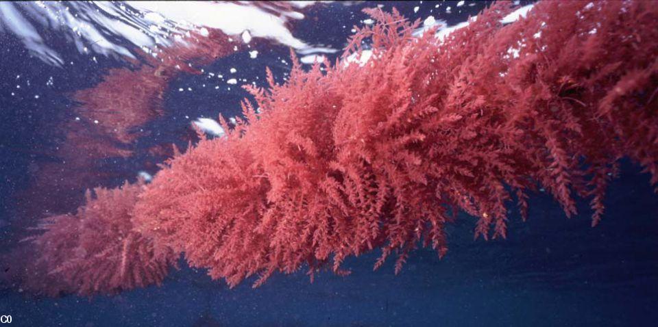 Une algue rouge pour réduire le réchauffement climatique