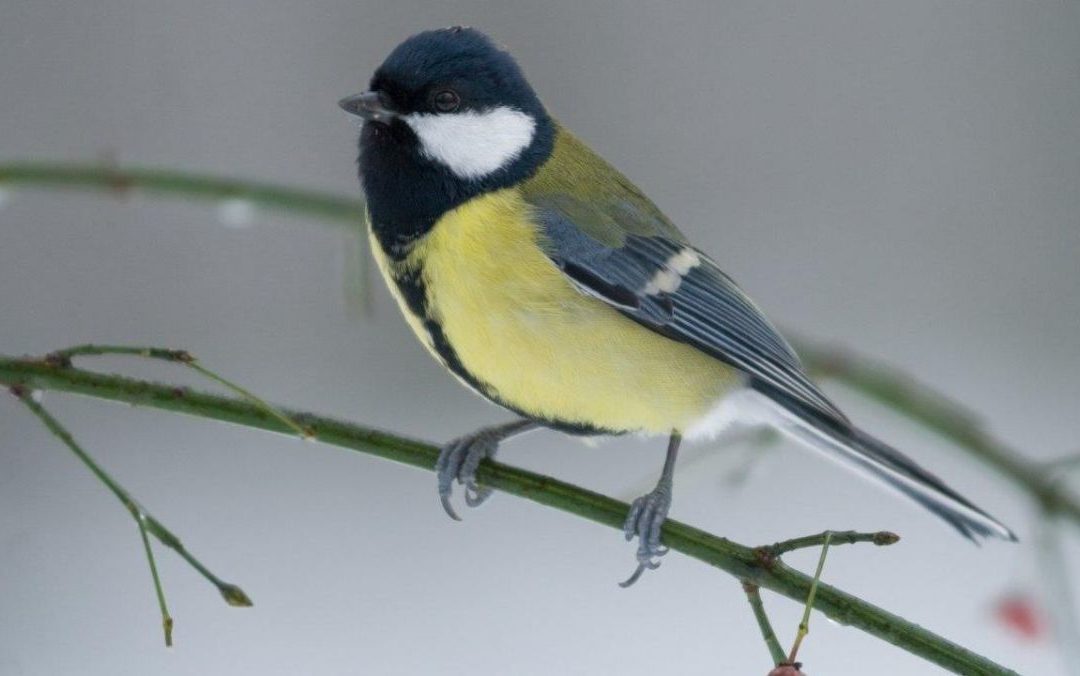 Profitez de l’isolement pour connaître ou compter les oiseaux