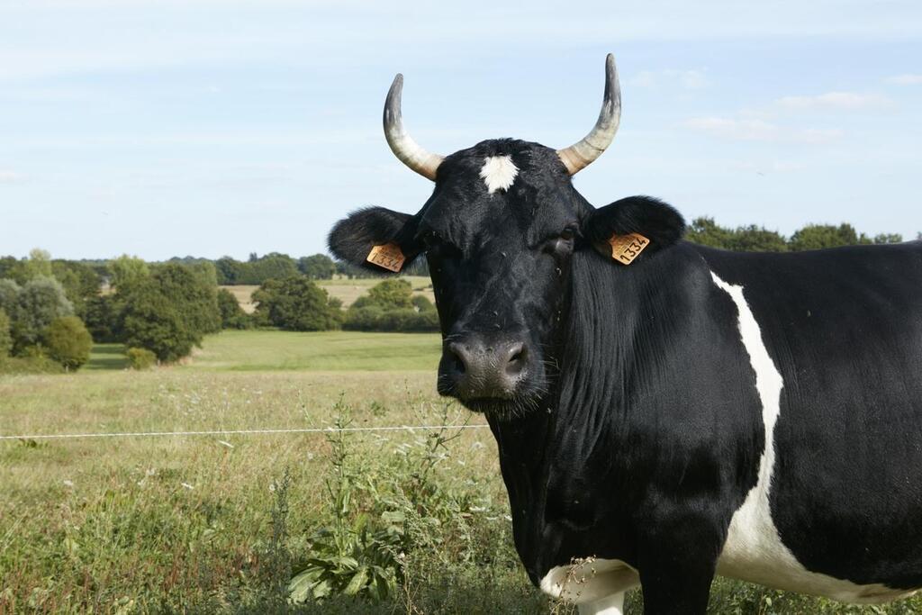 Le Gwell à l’ancienne, ce gros lait fermenté breton, veut son AOP