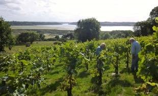 Le réchauffement climatique va créer des conditions « bien plus favorables » pour le vin en Bretagne