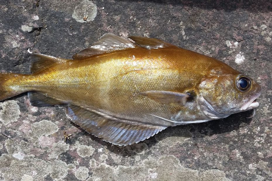 « Non au délit de sale gueule ! » Des pêcheurs bretons vantent les poissons « oubliés »
