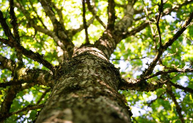 A l’abandon, la forêt de Ploërdut va renaître avec la plantation de 60.000 arbres