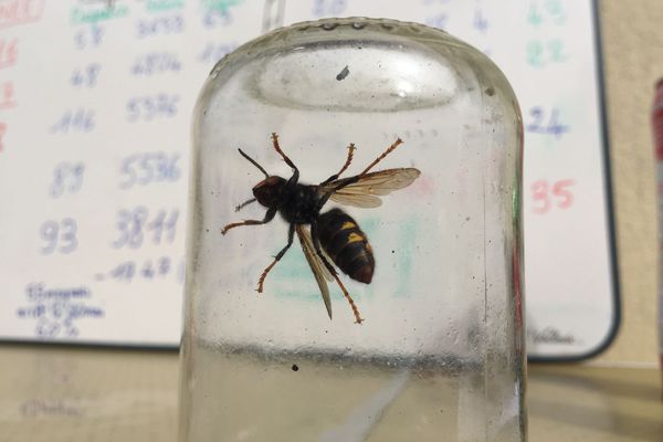 Frelon asiatique : dans le Morbihan, la preuve scientifique de l’efficacité des pièges est démontrée