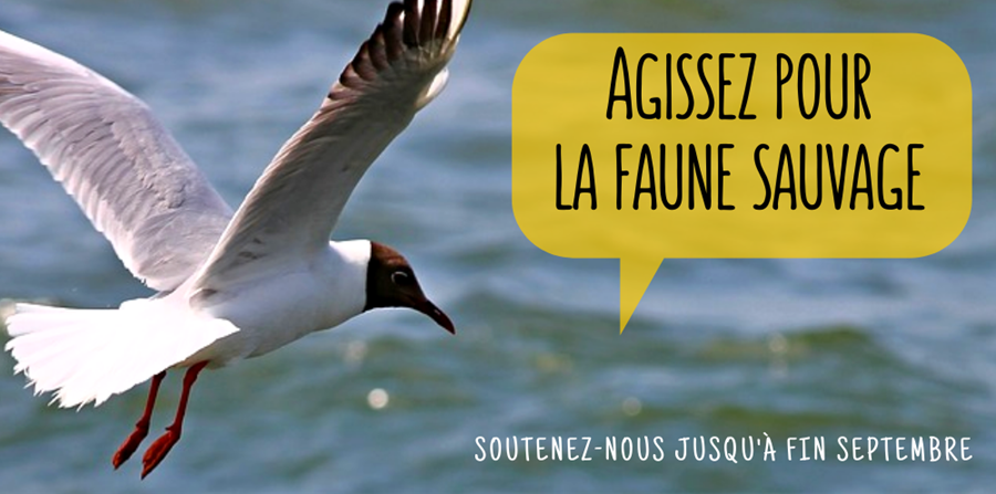 Participez à l’émergence du nouveau centre de soins faune sauvage breton